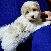 Stormy, a female Havanese for sale in Millersburg, IN – Photo 5 of 8