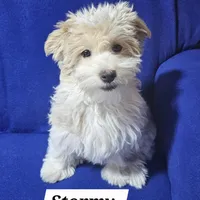 Stormy, a female Havanese for sale in Millersburg, IN – Photo 1 of 8