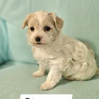 Stormy, a female Havanese for sale in Millersburg, IN – Photo 7 of 8