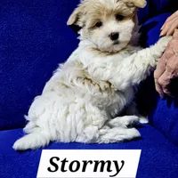 Stormy, a female Havanese for sale in Millersburg, IN – Photo 2 of 8