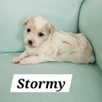 Stormy, a female Havanese for sale in Millersburg, IN – Photo 8 of 8