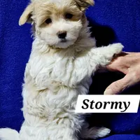 Stormy, a female Havanese for sale in Millersburg, IN – Photo 6 of 8