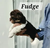 Fudge, a male Havanese for sale in Millersburg, IN – 3 of 3