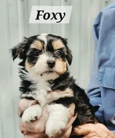Foxy, a female Havanese for sale in Millersburg, IN – 4 of 4