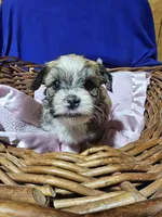 Ace, a male Havanese for sale in Millersburg, IN – 5 of 7