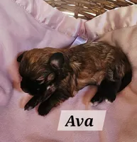 Ava, a female Havanese for sale in Millersburg, IN – 2 of 3