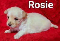 Rosie, a female Havanese for sale in Millersburg, IN – Photo 7 of 9