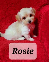 Rosie, a female Havanese for sale in Millersburg, IN – Photo 4 of 9