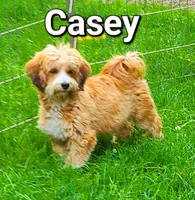 Rosie, a female Havanese for sale in Millersburg, IN – Photo 8 of 9