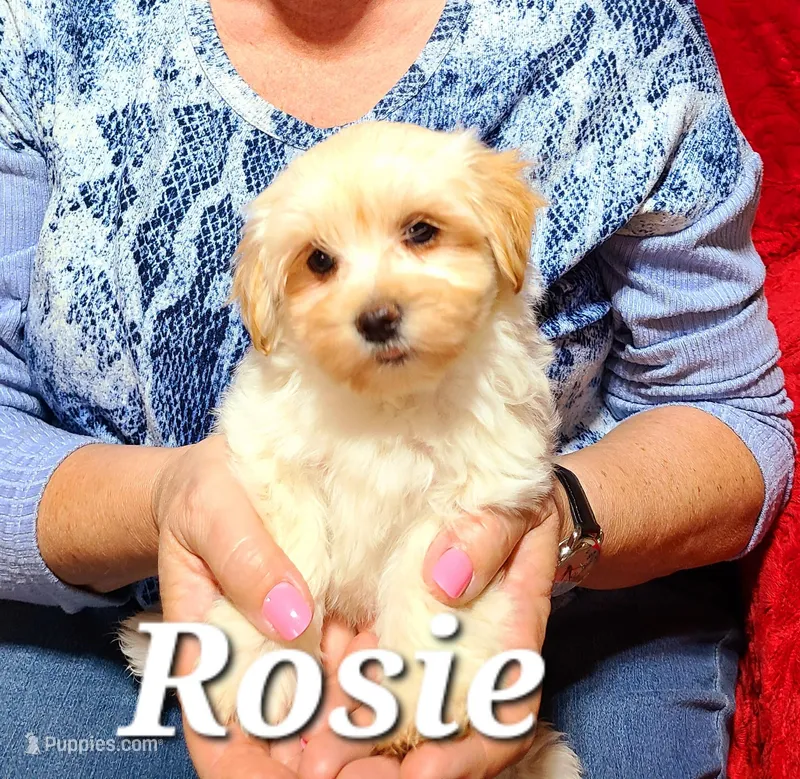 Rosie, a female Havanese for sale in Millersburg, IN – Photo 1 of 9