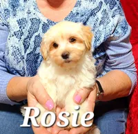 Rosie, a female Havanese for sale in Millersburg, IN – Photo 1 of 9