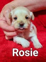 Rosie, a female Havanese for sale in Millersburg, IN – Photo 6 of 9