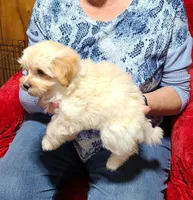 Rosie, a female Havanese for sale in Millersburg, IN – Photo 2 of 9