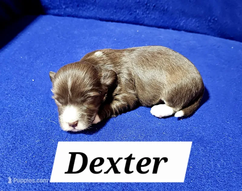 Dexter – Havanese puppy for sale in Millersburg, IN