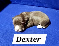 Dexter, a male Havanese for sale in Millersburg, IN – Photo 1 of 3