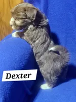 Dexter, a male Havanese for sale in Millersburg, IN – 2 of 5