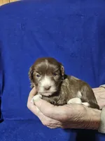 Dexter, a male Havanese for sale in Millersburg, IN – Photo 1 of 5