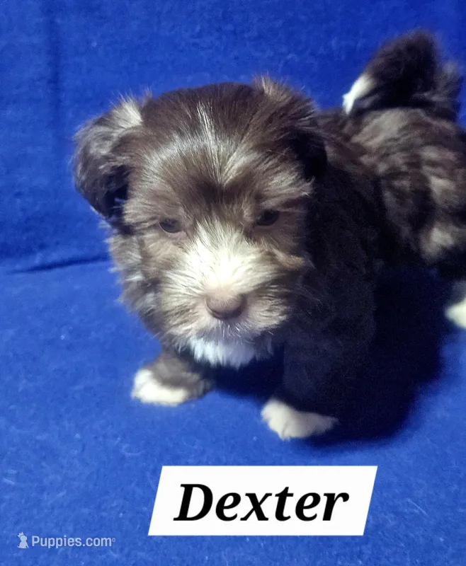 Dexter – Havanese puppy for sale in Millersburg, IN