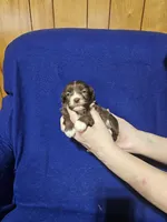 Dexter, a male Havanese for sale in Millersburg, IN – Photo 2 of 5