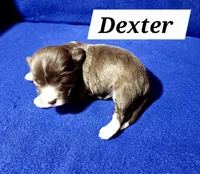 Dexter, a male Havanese for sale in Millersburg, IN – Photo 3 of 3