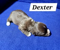 Dexter, a male Havanese for sale in Millersburg, IN – Photo 2 of 3