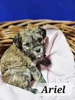 Ariel, a female Havanese for sale in Millersburg, IN – 5 of 7