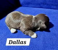 Dallas, a male Havanese for sale in Millersburg, IN – Photo 3 of 3