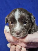 Dallas, a male Havanese for sale in Millersburg, IN – Photo 2 of 5