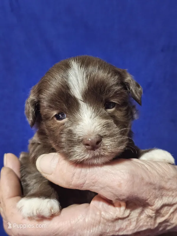 Dallas – Havanese puppy for sale in Millersburg, IN