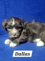 Dallas, a male Havanese for sale in Millersburg, IN – 2 of 6