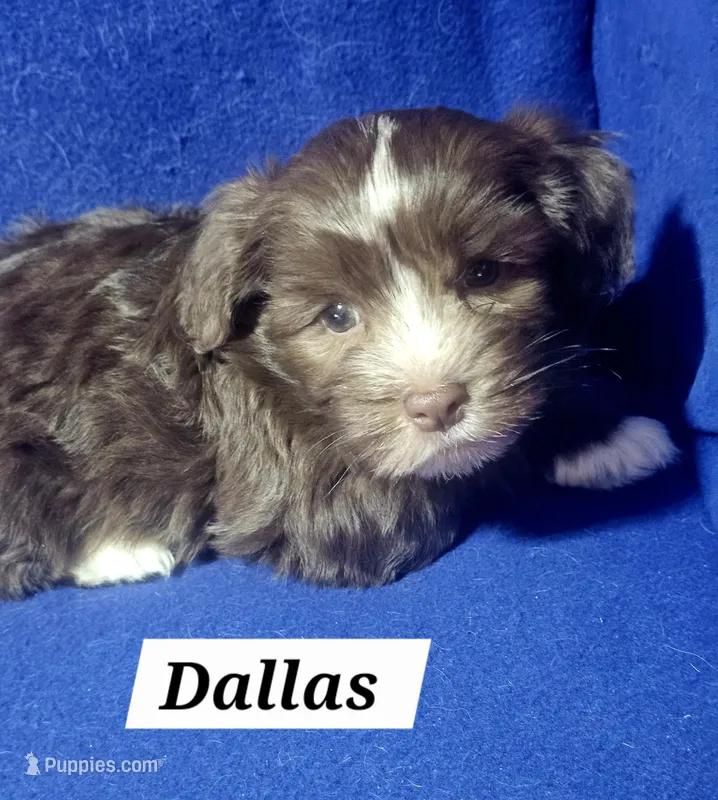 Dallas, a male Havanese for sale in Millersburg, IN – 1 of 6