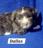 Dallas, a male Havanese for sale in Millersburg, IN – 1 of 6