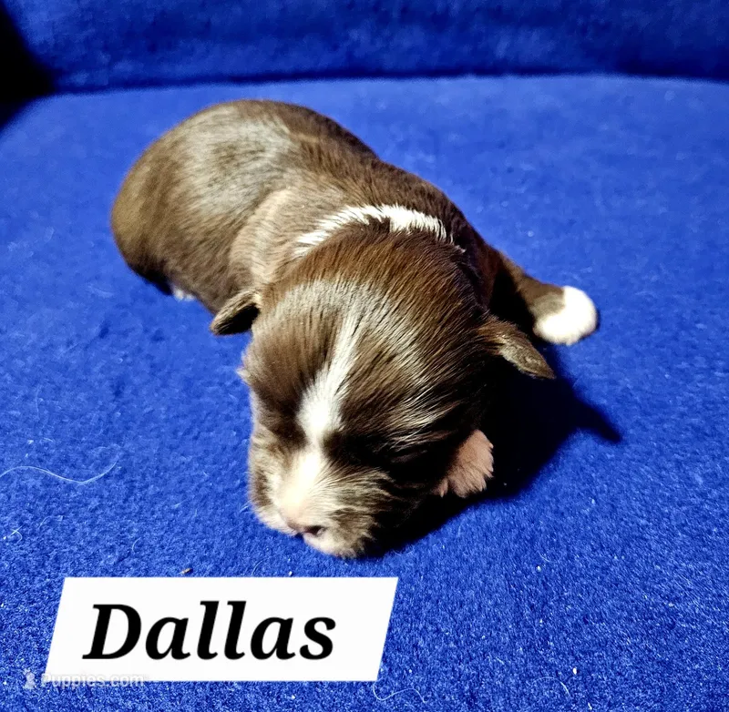 Dallas – Havanese puppy for sale in Millersburg, IN