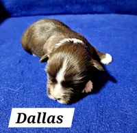 Dallas, a male Havanese for sale in Millersburg, IN – Photo 1 of 3