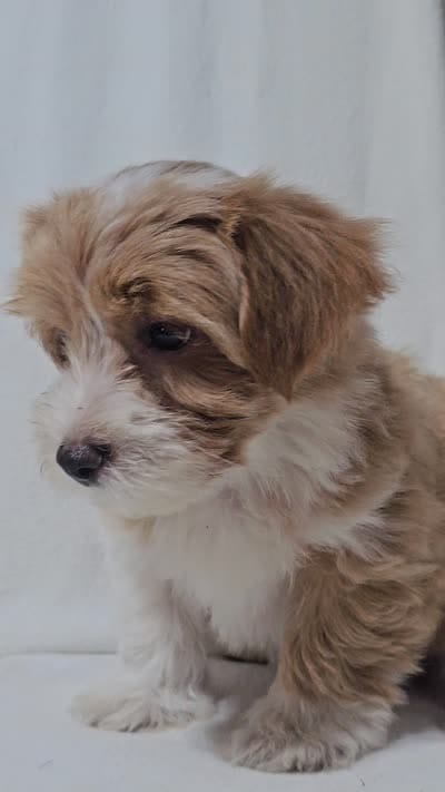 Flash, a male Havanese for sale in Millersburg, IN – 2 of 4