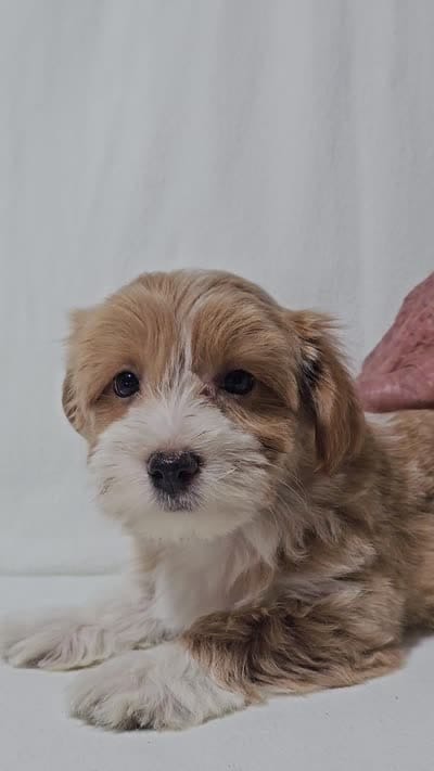 Flash, a male Havanese for sale in Millersburg, IN – 3 of 4
