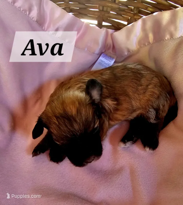Ava, a female Havanese for sale in Millersburg, IN – 1 of 3