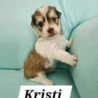 Kristi, a female Havanese for sale in Millersburg, IN – Photo 3 of 6