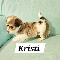 Kristi, a female Havanese for sale in Millersburg, IN – Photo 2 of 6