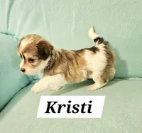 Kristi, a female Havanese for sale in Millersburg, IN – Photo 2 of 6