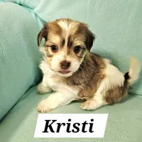 Kristi, a female Havanese for sale in Millersburg, IN – Photo 1 of 6