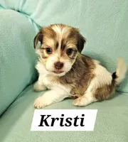 Kristi, a female Havanese for sale in Millersburg, IN – Photo 1 of 6
