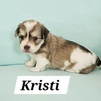 Kristi, a female Havanese for sale in Millersburg, IN – Photo 4 of 6