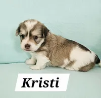 Kristi, a female Havanese for sale in Millersburg, IN – Photo 4 of 6