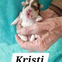 Kristi, a female Havanese for sale in Millersburg, IN – Photo 5 of 6