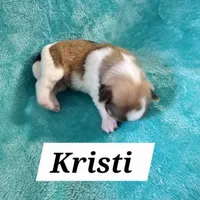 Kristi, a female Havanese for sale in Millersburg, IN – Photo 6 of 6
