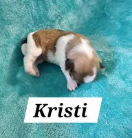 Kristi, a female Havanese for sale in Millersburg, IN – Photo 6 of 6