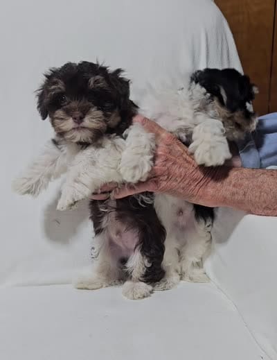 Fabio, a male Havanese for sale in Millersburg, IN – 2 of 4