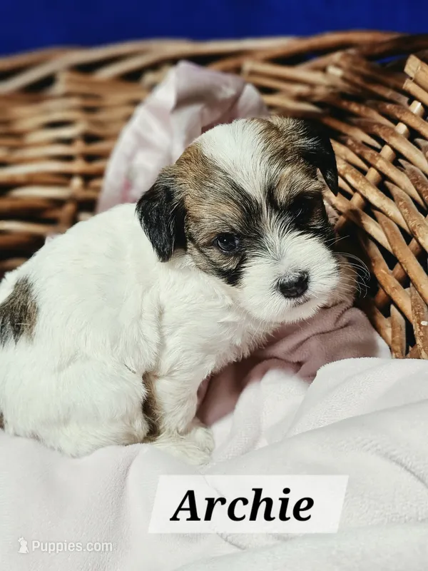 Archie – Havanese puppy for sale in Millersburg, IN