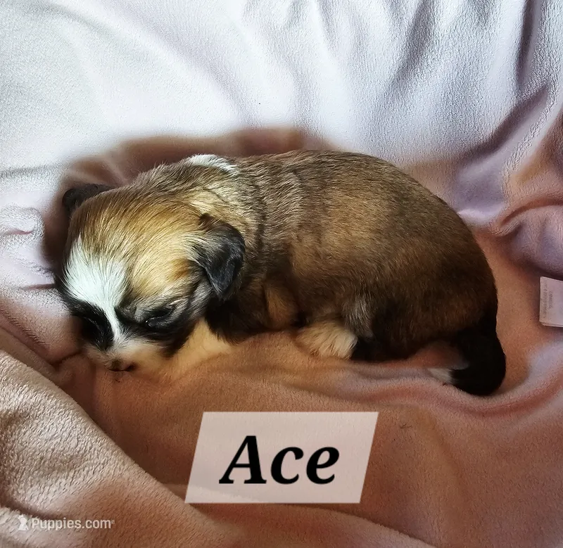 Ace – Havanese puppy for sale in Millersburg, IN